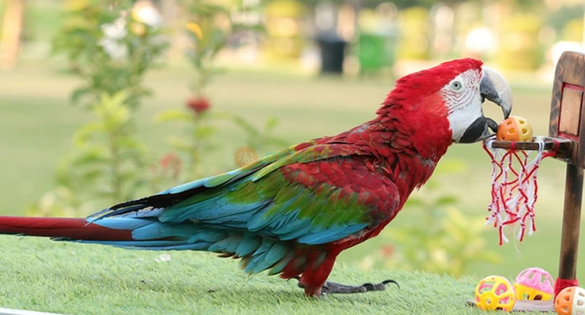 Creek Park Bird Show Dubai - Fun & Educational Wildlife Show - JTR Holidays