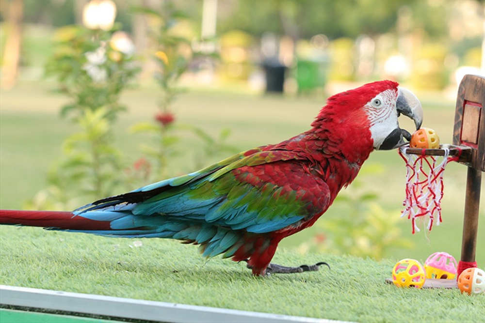 Creek Park Bird Show Dubai - Experience the exciting Creek Park Bird Show in Dubai, where you can watch stunning birds like parrots, falcons, and owls perform amazing tricks. Enjoy an interactive and educational experience for the whole family, with expert handlers sharing fascinating insights about wildlife and conservation. Set in the beautiful Creek Park, it's the perfect outing for nature lovers and families. Creek Park Bird Show Dubai - Image 1 of 5