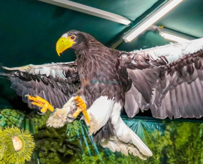 Creek Park Bird Show Dubai - Fun & Educational Wildlife Show - JTR Holidays - Image 2 of 5