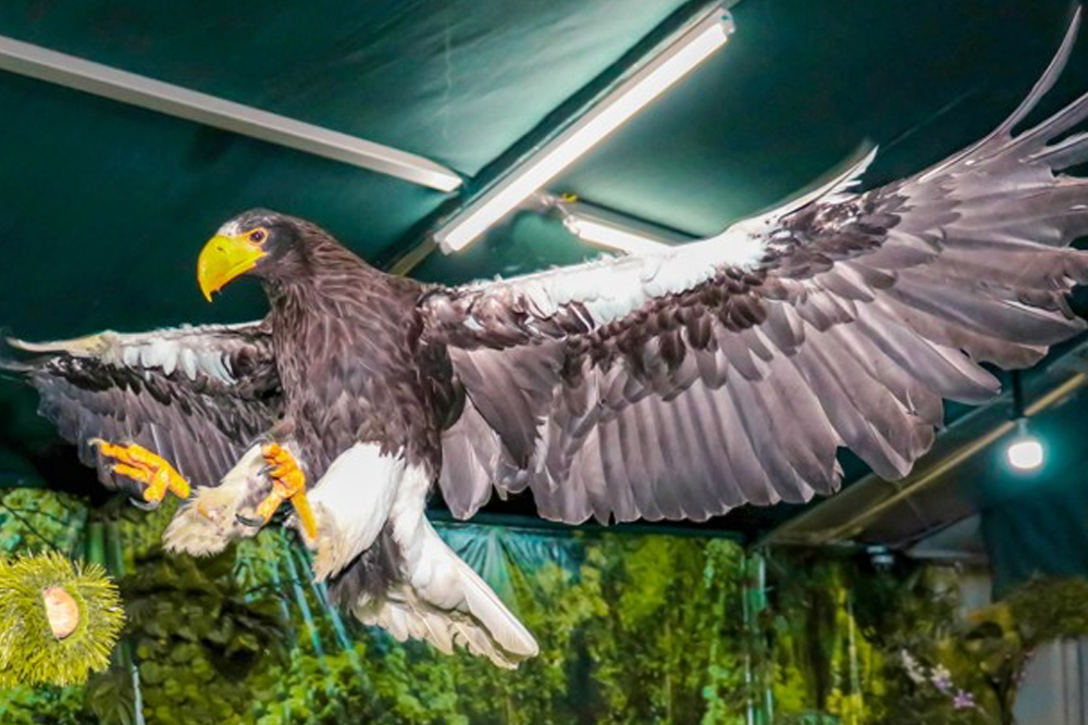 Creek Park Bird Show Dubai - Experience the exciting Creek Park Bird Show in Dubai, where you can watch stunning birds like parrots, falcons, and owls perform amazing tricks. Enjoy an interactive and educational experience for the whole family, with expert handlers sharing fascinating insights about wildlife and conservation. Set in the beautiful Creek Park, it's the perfect outing for nature lovers and families. Creek Park Bird Show Dubai - Image 2 of 5