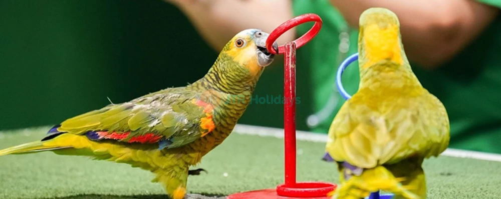 Creek Park Bird Show Dubai - Fun & Educational Wildlife Show - JTR Holidays - Image 3 of 5