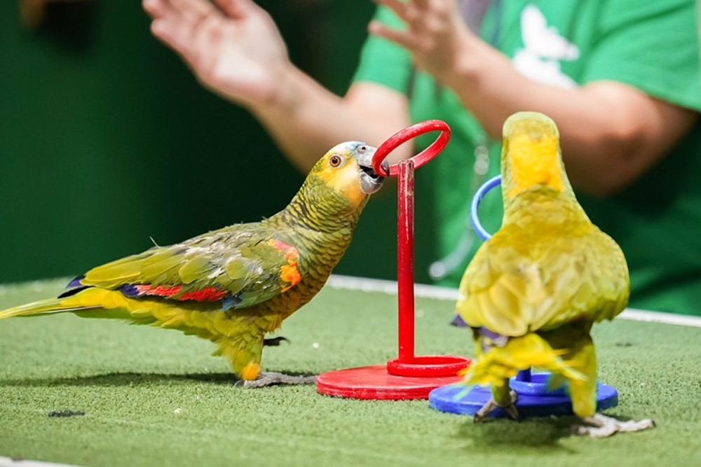 Spectacle d'oiseaux du Parc Creek à Dubaï - Vivez l'excitant spectacle d'oiseaux du Parc Creek à Dubaï, où vous pourrez observer de magnifiques oiseaux comme des perroquets, des faucons et des chouettes exécutant des tours impressionnants. Profitez d'une expérience interactive et éducative pour toute la famille, avec des dresseurs experts partageant des informations fascinantes sur la faune et la conservation. Situé dans le magnifique Parc Creek, c'est la sortie idéale pour les amoureux de la nature et les familles. Spectacle d'oiseaux du Parc Creek à Dubaï - Image 3 sur 5
