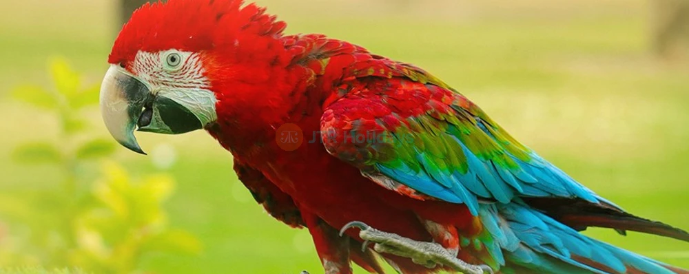 Creek Park Bird Show Dubai - Fun & Educational Wildlife Show - JTR Holidays - Image 4 of 5