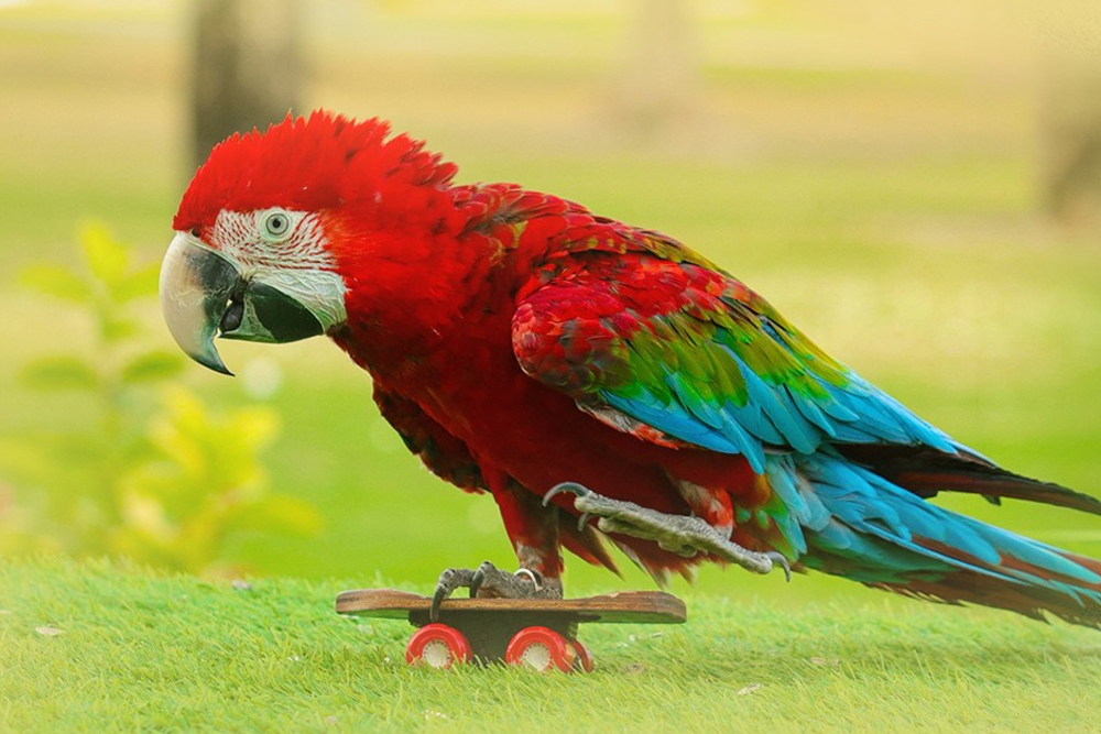 Spectacle d'oiseaux du Parc Creek à Dubaï - Vivez l'excitant spectacle d'oiseaux du Parc Creek à Dubaï, où vous pourrez observer de magnifiques oiseaux comme des perroquets, des faucons et des chouettes exécutant des tours impressionnants. Profitez d'une expérience interactive et éducative pour toute la famille, avec des dresseurs experts partageant des informations fascinantes sur la faune et la conservation. Situé dans le magnifique Parc Creek, c'est la sortie idéale pour les amoureux de la nature et les familles. Spectacle d'oiseaux du Parc Creek à Dubaï - Image 4 sur 5