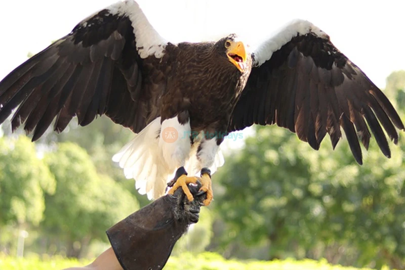 Creek Park Bird Show Dubai - Fun & Educational Wildlife Show - JTR Holidays