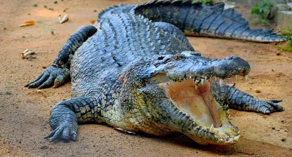 Melaka Crocodile Park - Image 1 of 5