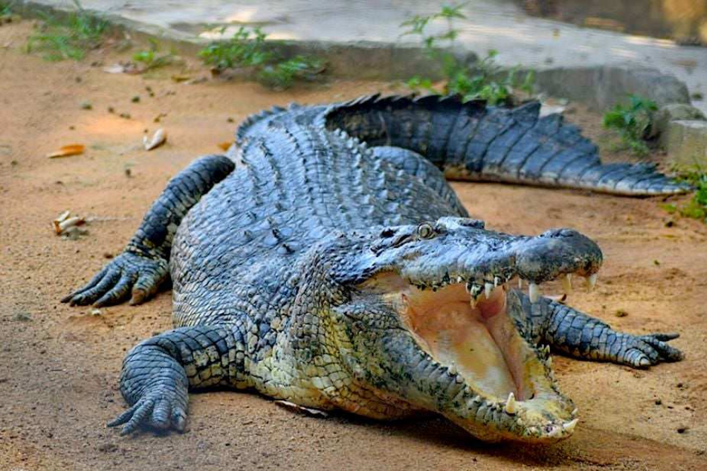 Melaka Crocodile Park - Image 1 of 7