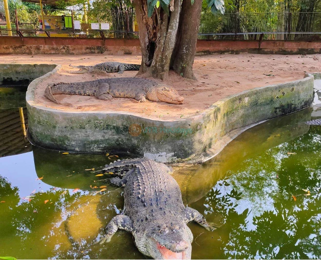 Melaka Crocodile Park - Image 2 of 5