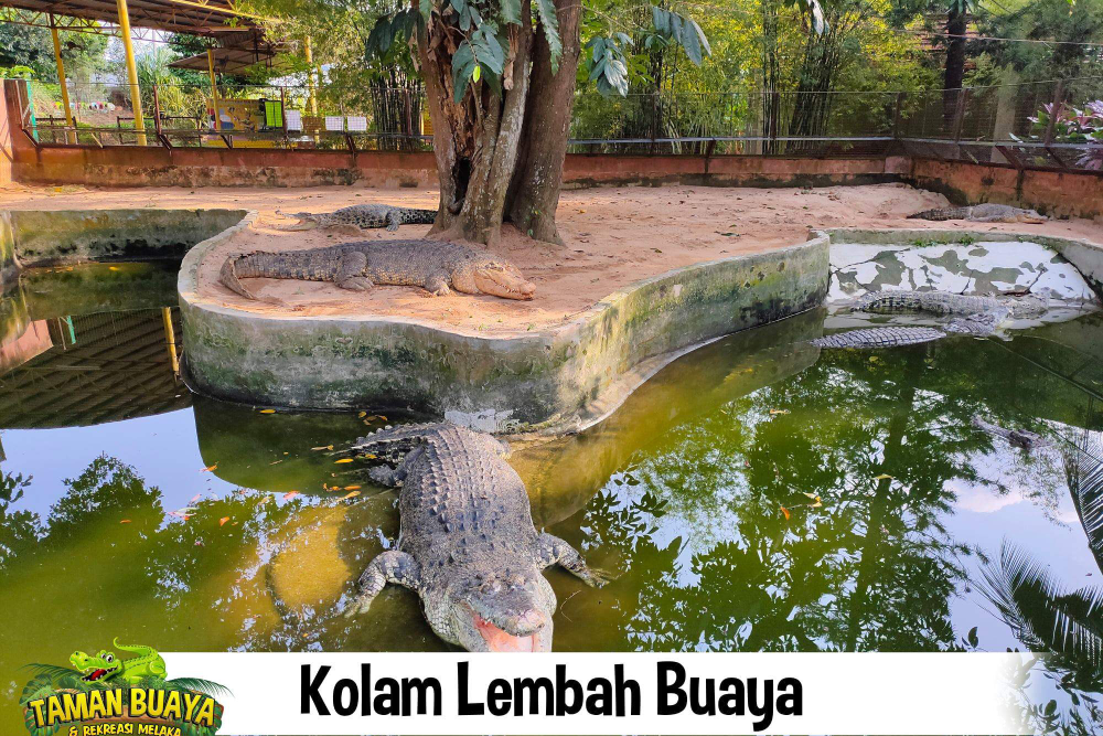 Melaka Crocodile Park - Image 2 of 7