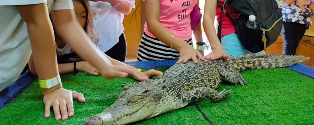 Melaka Crocodile Park - Image 3 of 5