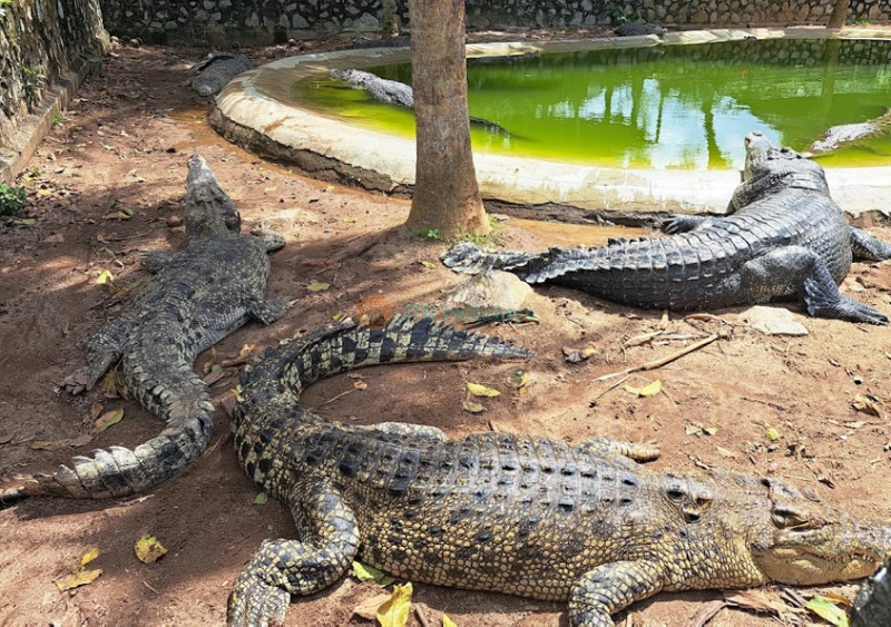 Melaka Crocodile Park
