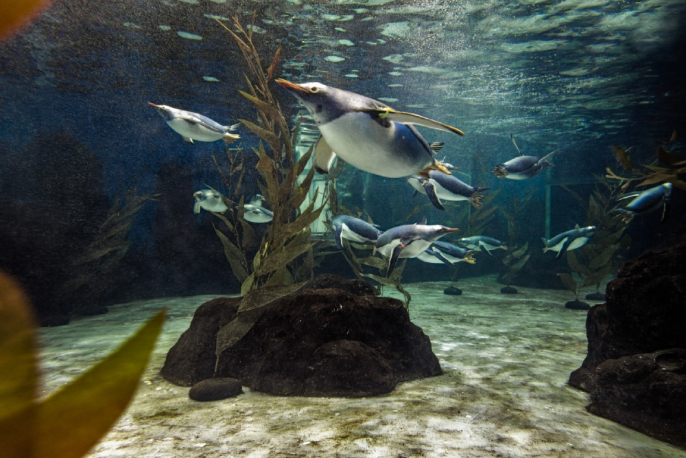 Sea Life Sydney Aquarium Ticket - Image 1 of 9