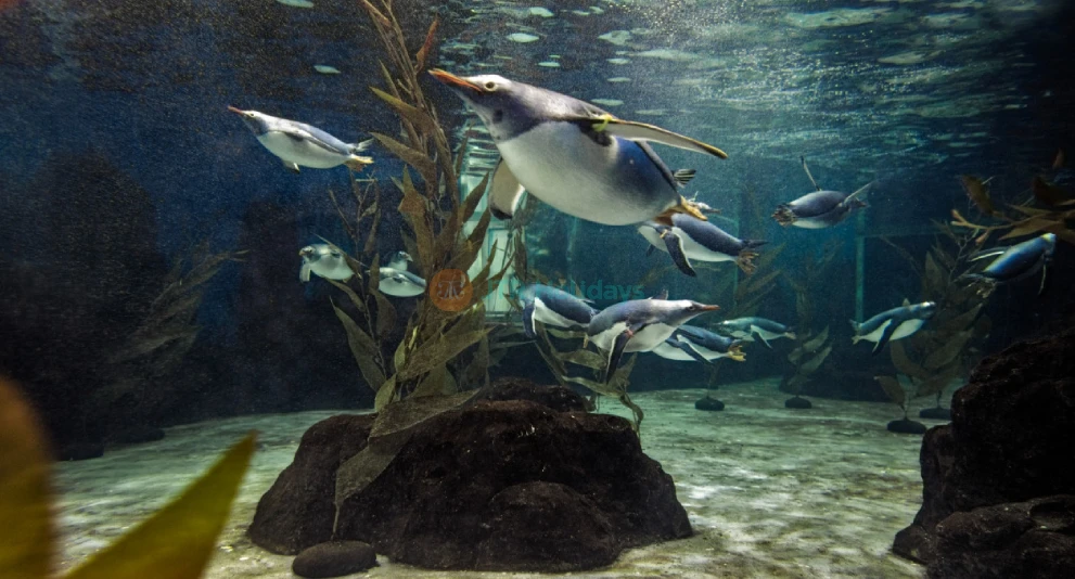 Sea Life Sydney Aquarium Tickets | Explore Australia’s Marine Wonders Today - JTR Holidays - Image 1 of 5