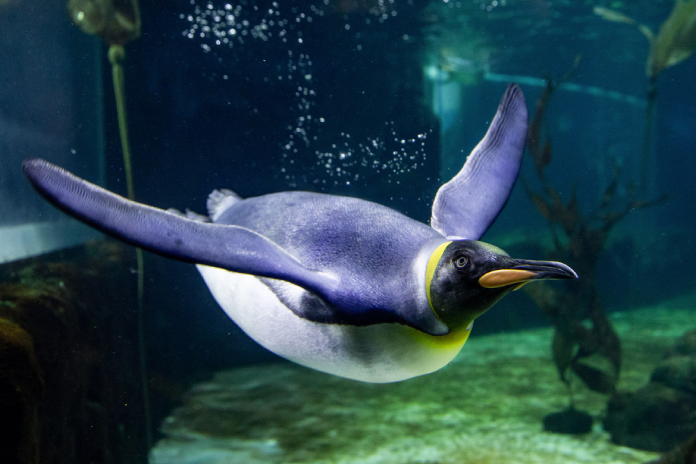 Sea Life Sydney Aquarium Ticket - Image 2 of 5