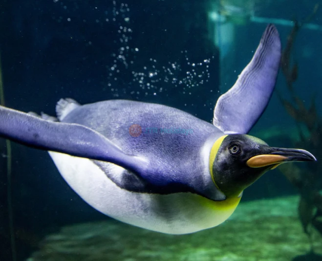 Sea Life Sydney Aquarium Tickets | Explore Australia’s Marine Wonders Today - JTR Holidays - Image 2 of 5