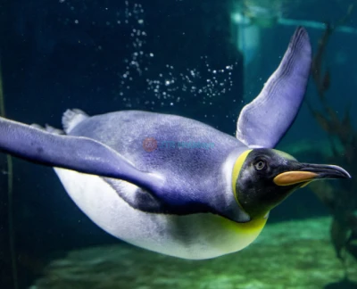 Sea Life Sydney Aquarium Ticket - Image 2 of 5