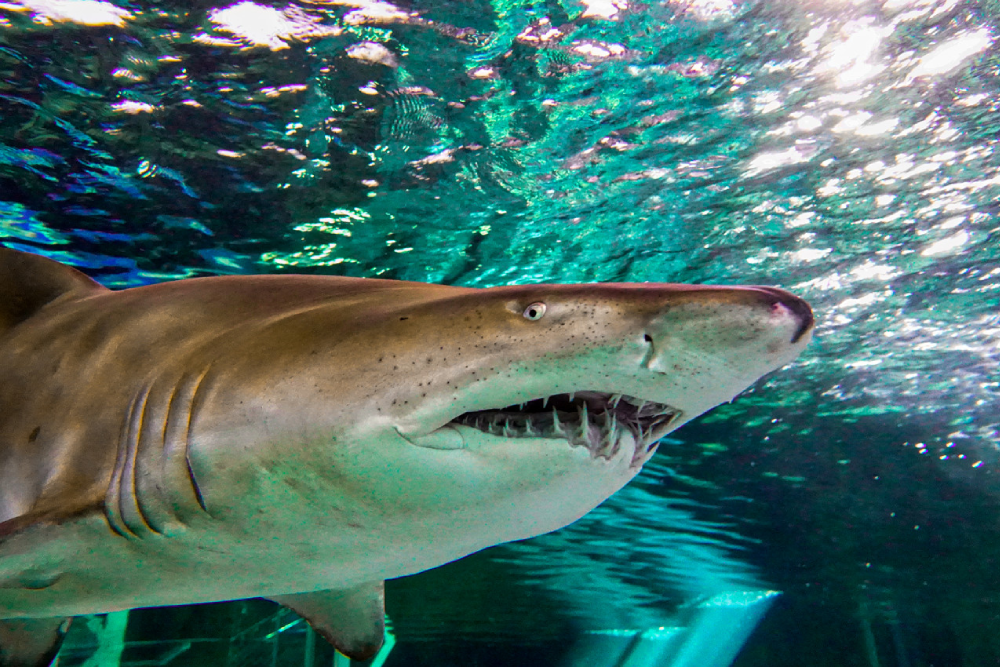 Sea Life Sydney Aquarium Ticket - Image 3 of 9