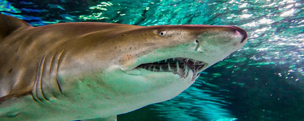 Sea Life Sydney Aquarium Tickets | Explore Australia’s Marine Wonders Today - JTR Holidays - Image 3 of 5