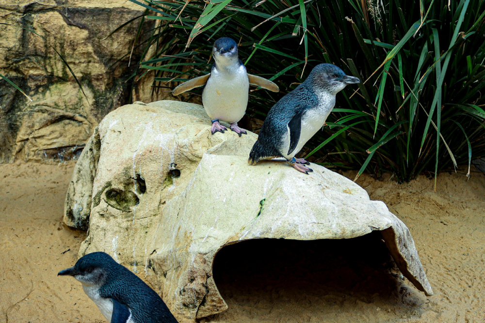 Sea Life Sydney Aquarium Ticket - Image 4 of 9