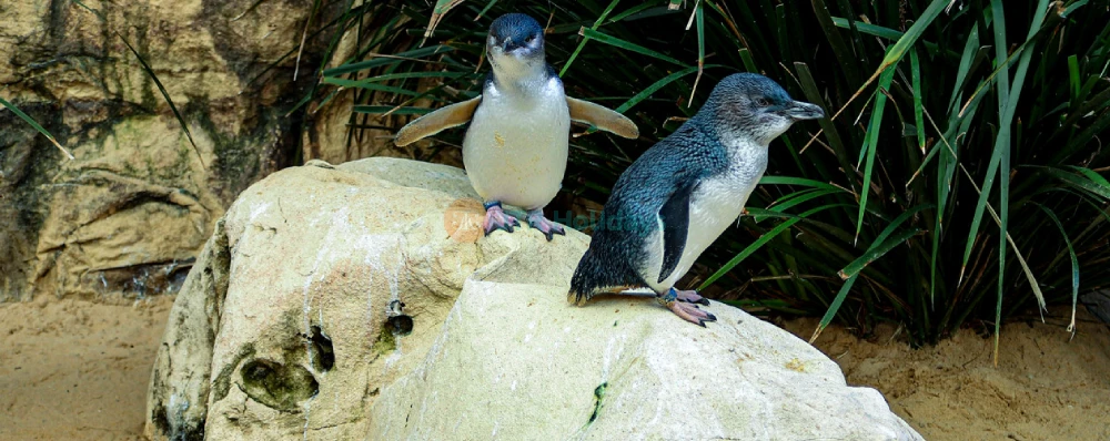 Sea Life Sydney Aquarium Tickets | Explore Australia’s Marine Wonders Today - JTR Holidays - Image 4 of 5