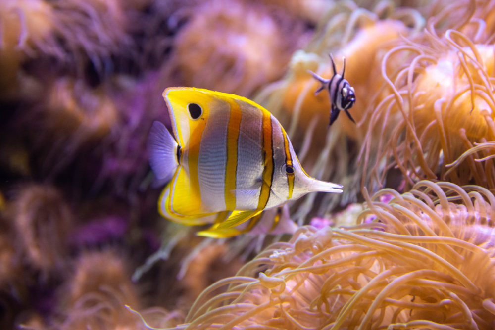 Sea Life Sydney Aquarium Ticket - Image 5 of 9