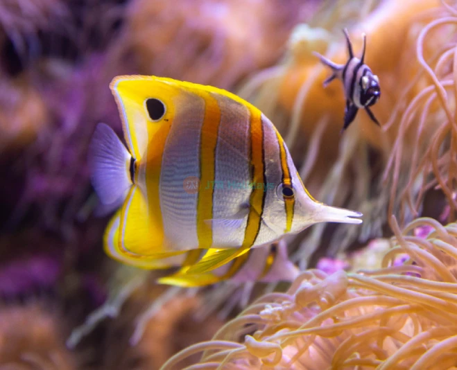 Sea Life Sydney Aquarium Tickets | Explore Australia’s Marine Wonders Today - JTR Holidays - Image 5 of 5