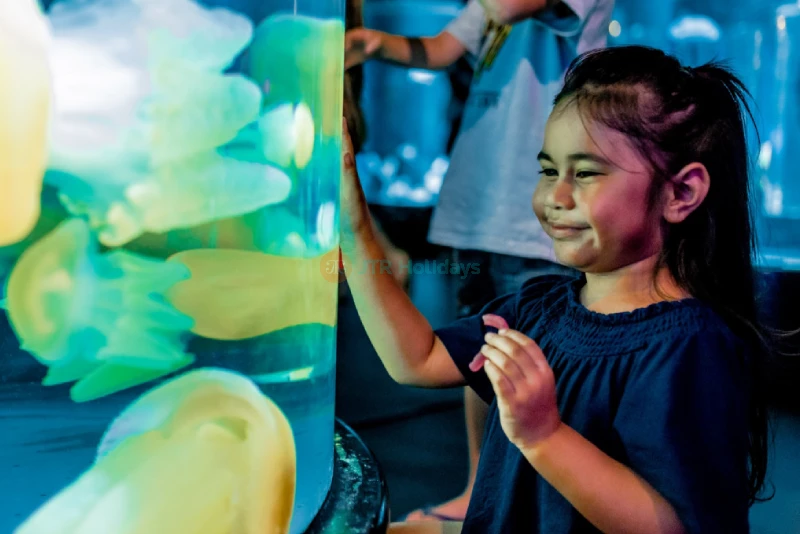 Sea Life Sydney Aquarium Tickets | Explore Australia’s Marine Wonders Today - JTR Holidays - Image 6 of 9