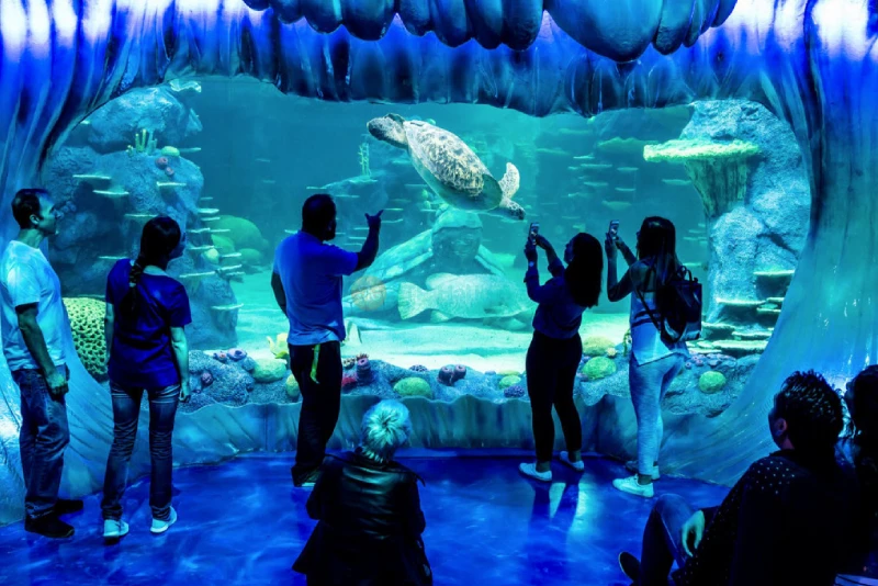 Sea Life Sydney Aquarium Tickets | Explore Australia’s Marine Wonders Today - JTR Holidays - Image 7 of 9