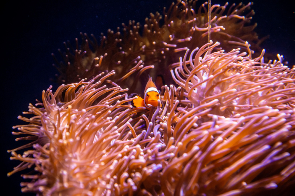Sea Life Sydney Aquarium Ticket - Image 8 of 9