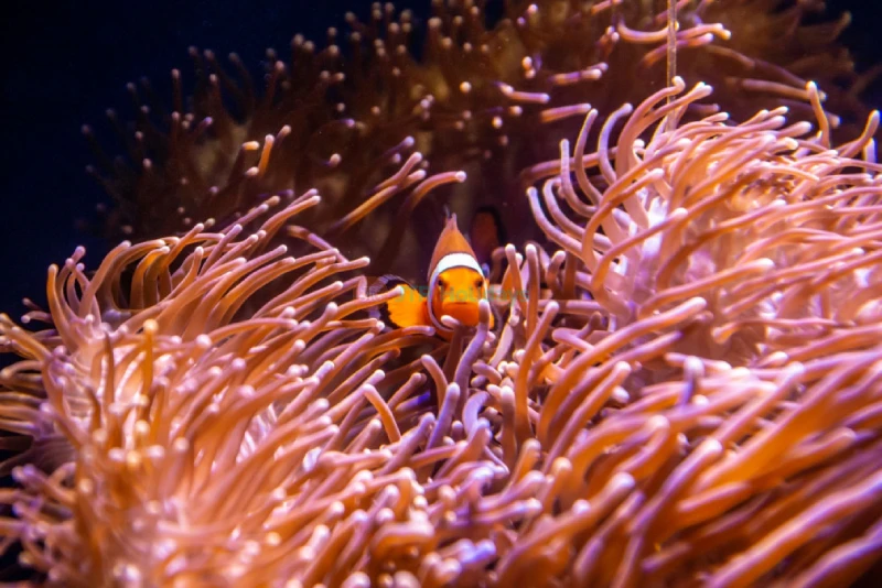 Sea Life Sydney Aquarium Tickets | Explore Australia’s Marine Wonders Today - JTR Holidays - Image 8 of 9