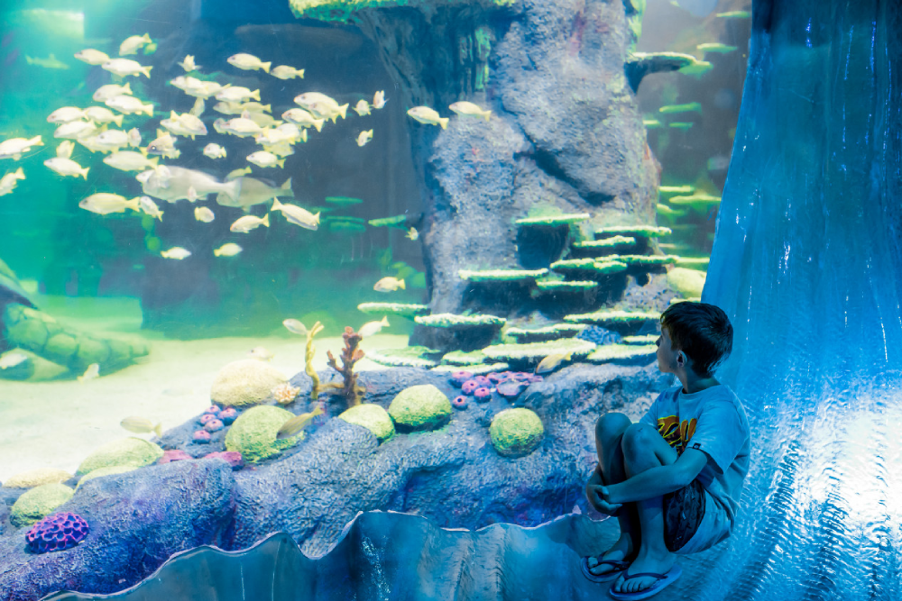 Sea Life Sydney Aquarium Ticket - Image 9 of 9