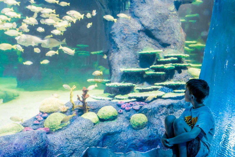 Sea Life Sydney Aquarium Tickets | Explore Australia’s Marine Wonders Today - JTR Holidays - Image 9 of 9