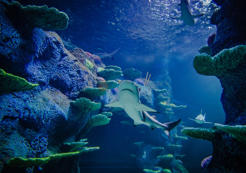 Sea Life Sydney Aquarium Ticket