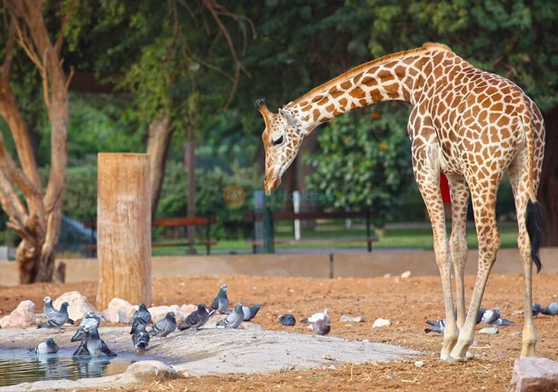 Al Ain Zoo