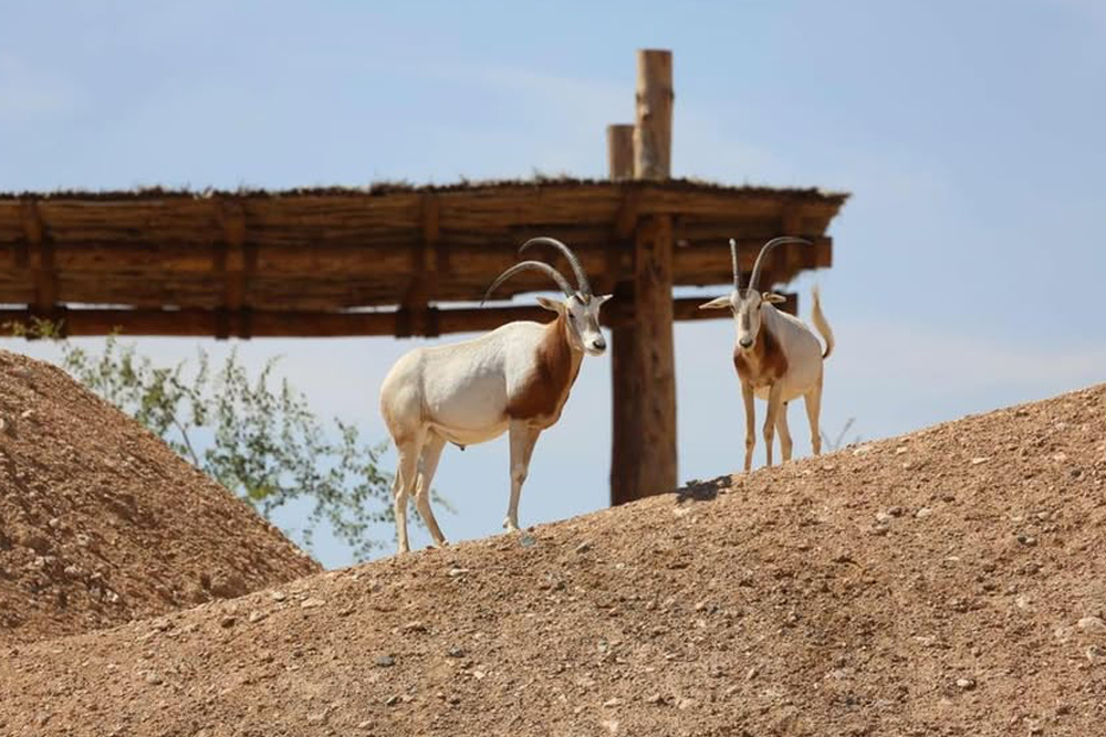 Al Ain Zoo - Al Ain Zoo offers a unique opportunity to explore diverse wildlife in their natural habitat. Located at the base of Jebel Hafeet, it features a wide range of animals, including endangered species. Visitors can enjoy exciting experiences like feeding giraffes, penguins, and even lions. The zoo also offers educational activities at the Sheikh Zayed Desert Learning Centre. A perfect destination for animal lovers and families seeking adventure and knowledge. Al Ain Zoo - Image 1 of 5