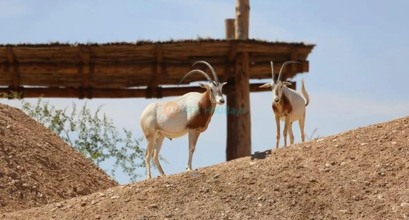 Al Ain Zoo | Explore Wildlife & Unique Animal Experiences - JTR Holidays