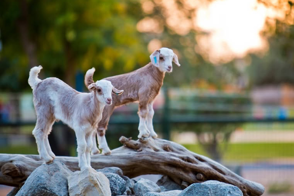 Al Ain Zoo - Image 2 of 5