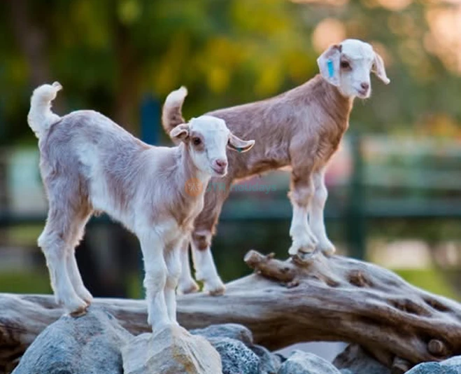 Al Ain Zoo - Image 2 of 5