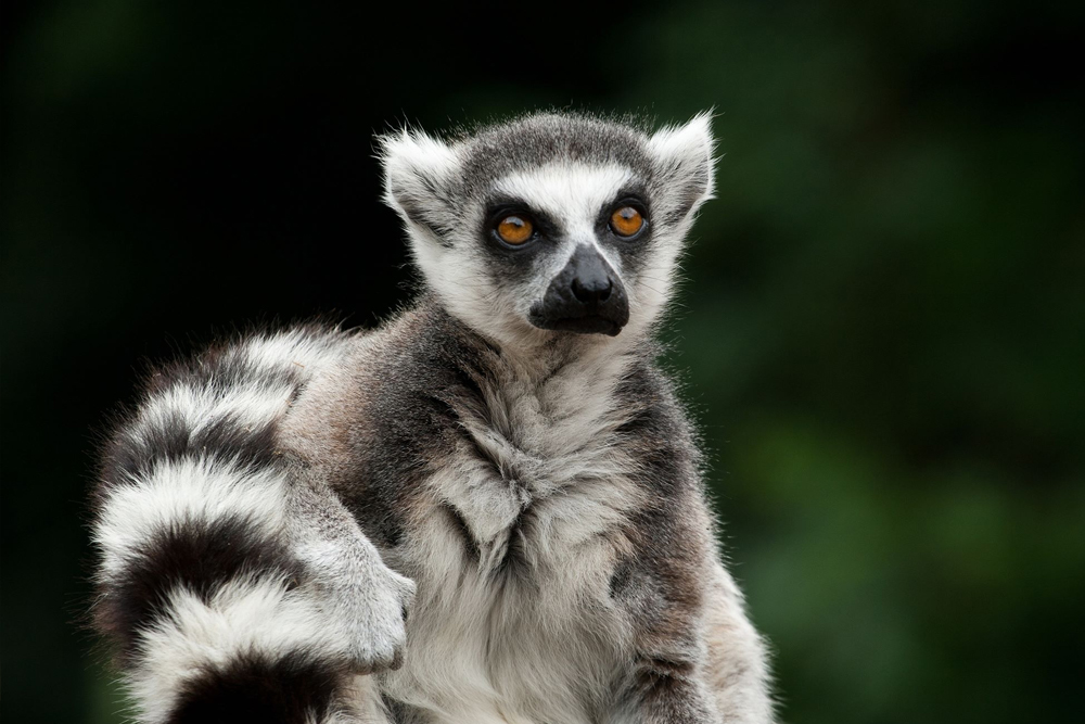 Al Ain Zoo - Image 3 of 10