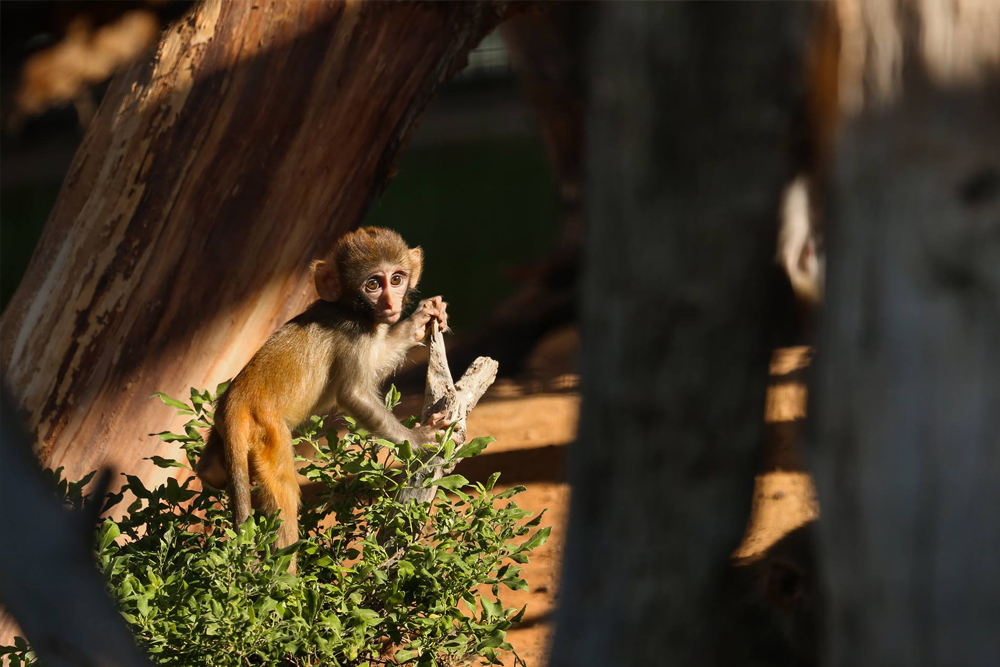 Al Ain Zoo - Image 4 of 10