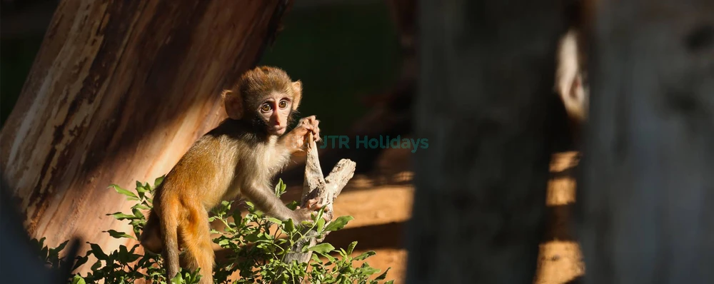 Al Ain Zoo - Image 4 of 5