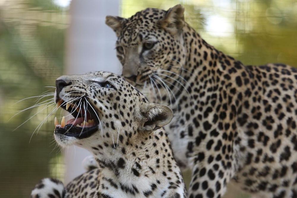 Al Ain Zoo - Al Ain Zoo offers a unique opportunity to explore diverse wildlife in their natural habitat. Located at the base of Jebel Hafeet, it features a wide range of animals, including endangered species. Visitors can enjoy exciting experiences like feeding giraffes, penguins, and even lions. The zoo also offers educational activities at the Sheikh Zayed Desert Learning Centre. A perfect destination for animal lovers and families seeking adventure and knowledge. Al Ain Zoo - Image 5 of 5