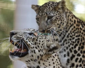 Al Ain Zoo | Explore Wildlife & Unique Animal Experiences - JTR Holidays