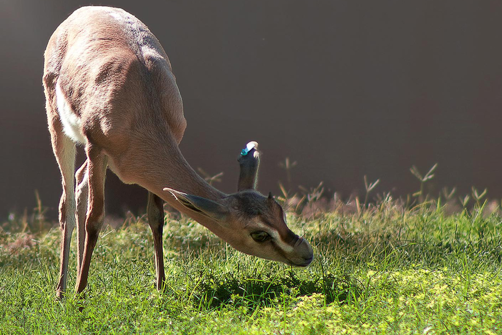 Al Ain Zoo - Image 6 of 10