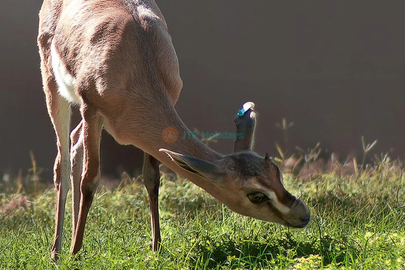 Al Ain Zoo | Explore Wildlife & Unique Animal Experiences - JTR Holidays