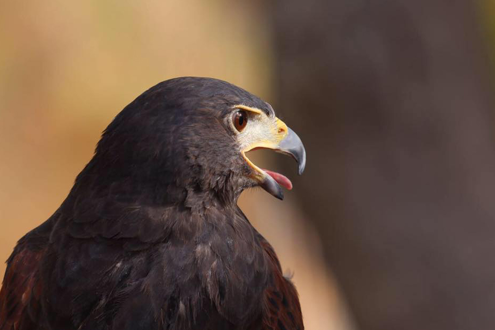 Al Ain Zoo - Image 7 of 10
