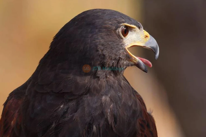 Al Ain Zoo - Image 7 of 10