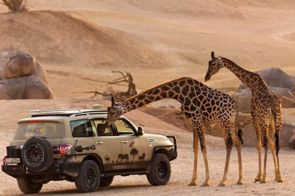 Al Ain Zoo - Image 8 of 10