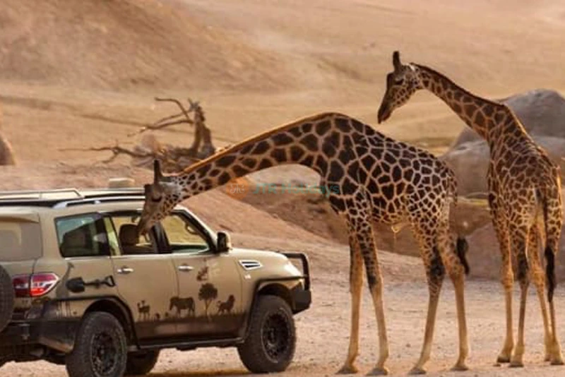 Al Ain Zoo - Image 8 of 10