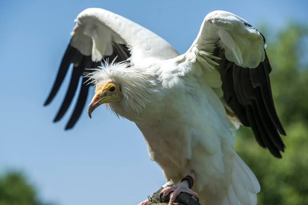 Al Ain Zoo - Image 9 of 10